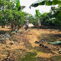 Bán Gấp Lô Đất Ngay Trung Tâm Hành Chính Bàu Bàng 500M2 / Sổ Hồng Riêng