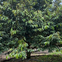 Đất Bình Dương Vườn Sầu Riêng Gần Trường Th Định Hiệp 2200M2 Chỉ 1,9 Tỷ 200M Thổ Cư, Sổ Sẵn