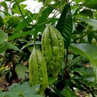 Aman Blao - Nơi bắt đầu cuộc sống xanh bền vững, dân cư hiện hữu, an ninh 24/7, SHR