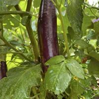 Aman Blao - Nơi Bắt Đầu Cuộc Sống Xanh Bền Vững 