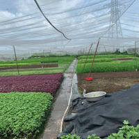 Bán 1.056M2 Đất Đường Trần Thị Năm, P. Tch, Ngay Bv Quận 12 Giá Chỉ 8.5 Tỷ ( 8 Triệu/M2)