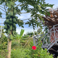 Bán Đất Vườn View Hồ Trị An. Chủ Ngộp Tới Cổ Cần Đi Gấp
