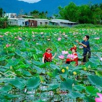 Đất Nền Dự Án Khu Tái Định Cư Hoà Sơn 6 - Đà Nẵng 7.5M Giá Chỉ 1850 Triệu View Hồ Sen Nguyễn Chí Trung