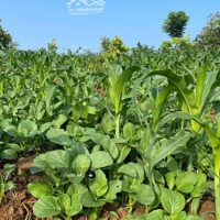 Cơ Hội Đầu Tư Đất Vườn Cuối Năm Tại Dầu Giây Giá Chỉ 700 Triệu/Sào, Pháp Lý Rõ Ràng, Sổ Hồng Riêng