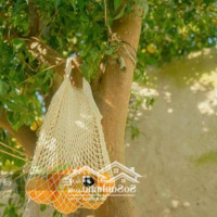 Vườn Cây Ăn Trái Siêu Đẹp Giá Sốc Chỉ 690 Triệu/Sào, Pháp Lý Đầy Đủ, Sổ Sẵn Sang Tên Ngay