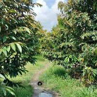 Đầu Tư Siêu Lợi Nhuận Vườn Cây Ăn Trái Gia Kiệm, Thống Nhất, Giá Bán 750 Triệuiệu/Sào, Bank Hỗ Trợ Hơn 50%