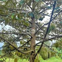 Đầu Tư Siêu Lợi Nhuận Vườn Cây Ăn Trái Gia Kiệm, Thống Nhất, Giá Bán 750 Triệuiệu/Sào, Bank Hỗ Trợ Hơn 50%