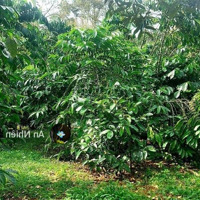 Bán Gấp Mảnh Vườn Tâm Huyết Chủ Đi Nước Ngoài, Giá Chỉ 750 Triệu, Sổ Sẵn, Pháp Lý Minh Bạch