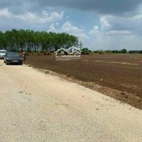 Chủ Ngộp Ra Gấp Lô Biệt Thự 1000M2 Sổ Riêng Xây Nhà Ngay Chỉ 1Tỷ 990 Triệu