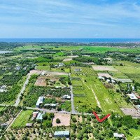 Siêu Rẻ Bán Gấp Lô Đất Mặt Tiền Trung Tâm Long Mỹ Brvt Gần Biển Phước Hải Sẵn Vườn Trái Cây