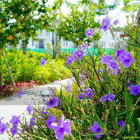 Bán Gấp Căn Nhà Phố View Hồ Điều Hoà La Vida Rescidences Vũng Tàu. Giá Chỉ 5,4 Tỷ