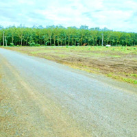 Bán 2 Sào Cà Phê Non (50X43 = 2.250M2) Shr, Mặt Tiền Đường Số 7 (Giá 960 Triệu), Sát Kcn 550Ha