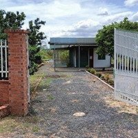 Bán Đất Vườn Nghỉ Dưỡng 1104M2 Tại Cần Đước Có Sẵn Nhà Cấp 4, Đang Thu Hoạch Mít, Giá Chỉ 1,5 Tỷ