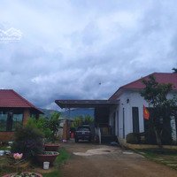 Nhà Vườn Tại Đường B''lao Xê Rê, Đại Lào, Bảo Lộc, Lâm Đồng, Giá Siêu Hời 8,5 Tỷ, 1965M2