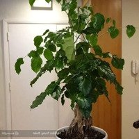 Cho Thuê Căn Hộ 95M 2 Phòng Ngủđủ Nội Thất Toà Az Lâm Viên Đường Nguyễn Phong Sắc, Lh An Minh 0989740437