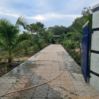Hàng Ngộp Đất Bình Dương Có Nhà, Có Vườn Trái Cây 901M2 Thị Trấn Odt Thổ Cư Chỉ 1,9Tỷ Sổ Sẵn