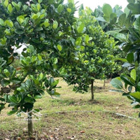Hơn 1000M2 20M Mặt Tiền, Sẵn Cây Ăn Trái Chính Chủ Bán Rẻ Chỉ 400 Triệu