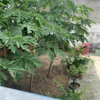 Bán Gấp Lô Đất 98M2 Đ.dương Thị Mười, Tân Chánh Hiệp, Quận 12. Giá Bán 2,09 Tỷ, Đường Rộng 8M, Sổ Riêng