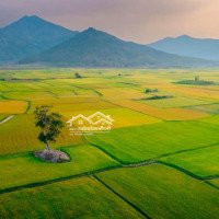 Đất Vị Trí Trung Tâm Kdl Biển Hồ Chè, View Cánh Đồng Lúa Đập Tân Sơn, Gần Hàng Thông Trăm Tuổi