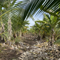 Bán Vườn Dừa 5400 M2 Ở Long Giang, Chợ Mới, An Giang, Chợ Mới, An Giang