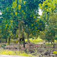 Đất Vườn Trái Cây Gần Sân Bay Long Thành, Giá Chỉ 800 Triệu Sở Hữu,Cơ Hội Đầu Tư Cuối Năm Siêu Hời