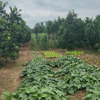 Tài Chính Chỉ Hơn 200 Triệu Có Ngay Đất Vườn 50 Năm Gần Khu Dân Cư Tại Chùa Thầy Sài Sơn Quốc Oai Hn
