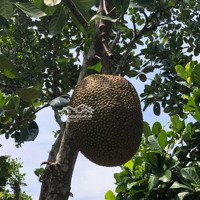 Chính Chủ Gửi Bán Gấp Mảnh Vườn Ở Gia Kiệm - Thống Nhất - Đồng Nai