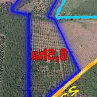 Bán Trang Trại, Vườn Sầu Riêng Xã Thống Nhất, Bù Đăng, Bình Phước, 42,35 Tỷ, 85000 M2