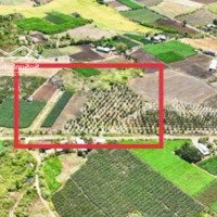 Vườn Mít 5.500M2 Phước Long Thọ - Ngay Hông Khu Công Nghiệp - Đất Đỏ - Btvt