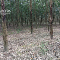 Bán Đất Hẻm Bê Tông Gần Nguyễn Văn Thành, Chánh Phú Hòa, Bến Cát, Bình Dương, 3,5 Tỷ, 2943M2