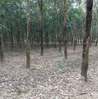 Bán Đất Hẻm Bê Tông Gần Nguyễn Văn Thành, Chánh Phú Hòa, Bến Cát, Bình Dương, 3,5 Tỷ, 2943M2