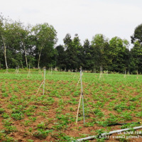 Cần Bán 2 Công Đất Vườn Đường Ô Tô Tại An Cơ, Huyện Châu Thành, Tây Ninh, Sổ Hồng Riêng, Giá Tl