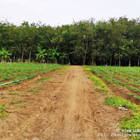 Cần Bán 2 Công Đất Vườn Đường Ô Tô Tại An Cơ, Huyện Châu Thành, Tây Ninh, Sổ Hồng Riêng, Giá Tl