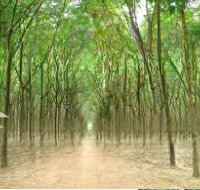 Hàng Hiếm 18,5Ha Đất Cln Tại Tân Lập, Tân Biên. Chỉ 1,6 Triệu/M2, Pháp Lý Đầy Đủ Sẵn Sang Tên