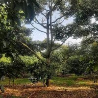 Sở Hữu Đất Vườn Đồng Nai Giá Cực Tốt Chỉ 890 Tr/Sào. Cơ Hội Đầu Tư Siêu Lợi Nhuận Vào Dịp Cuối Năm
