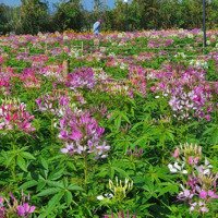 Khu Du Lịch Long Vân Garden Phú Yên