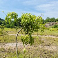 Lô Đất Vườn Xoài 1 Hecta Tại Trung Tâm Hòa Ninh Đà Nẵng Sát Tttp 12Km