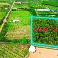 13.738 M2 - Trên Đất Có Cây Tràm - 12 Tỷ - Ngay Dự Án Cầu Hiếu Liêm 2 - Đường Xe Cont