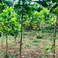 Bán Trang Trại Đẹp, Nhiều Tiện Ích Tại Xã Sơn Đông, Sơn Tây, Hà Nội, 10 Tỷ, 921 M2