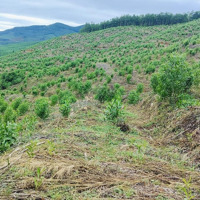 Bán Trang Trại, Khu Nghỉ Dưỡng Tại Tiên Phong, Tiên Phước, Quảng Nam, Giá Ưu Đãi 3,25 Tỷ, 130000 M2