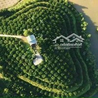 Cần Bán 1,5Ha_Có 336M Ont_Hình Trái Tim_Tặng 500 Cây Bưởi Và Vườn Ăn Trái_Lạc Sơn Hoà Bình_2,X Tỷ