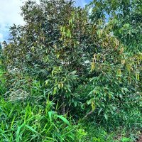Chủ Cần Tiền Bán Gấp Mảnh Đất Rẫy Siêu Đẹp Đất Đỏ Au - Krong Buk Daklak - Mặt Tiền Dài 6132M2