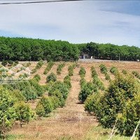 Cơ Hội Đầu Tư Lớn: 23.000 Ha Đất Tại Bình Phước Cho Thuê 50 Năm, Sẵn Sàng Giao Dịch
