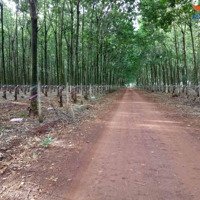 Cơ Hội Đầu Tư Lớn: 23.000 Ha Đất Tại Bình Phước Cho Thuê 50 Năm, Sẵn Sàng Giao Dịch