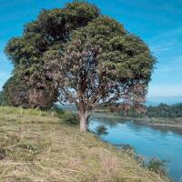 Bán đất view sông Cái - Diên Đồng, Diên Khánh.