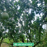 Thị Trấn Đạ Tẻh- Lâm Đồng Chỉ 249 Triệu Sở Hữu Lô Đất Hơn 200M2 Sẵn 100M2 Đất Ở Đô Thị Sẵn Vườn Bưởi
