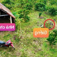 Đất Tại Dray Bhăng- Cưkuin 1.1 Ha Sẵn Nguồn Thu Cà Phê Sẵn Nguồn Nước Nợ Bank Từ 850 Còn 599 Triệu