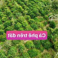 Đất Tại Dray Bhăng- Cưkuin 1.1 Ha Sẵn Nguồn Thu Cà Phê Sẵn Nguồn Nước Nợ Bank Từ 850 Còn 599 Triệu