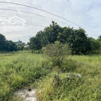 Bán 2 Nền Đất Thổ Cư (250M2) Và 1 Vườn Xoài (3600M2)