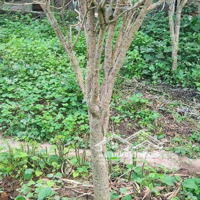 Đất Thổ Cư, Khu Tái Định Cư Khu Cn Thụy Vân